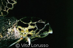 Turtles - Eretmochelys imbricata by Vito Lorusso 
